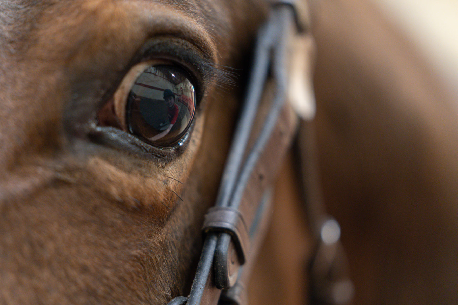 Horseback Riding Photo No. 5